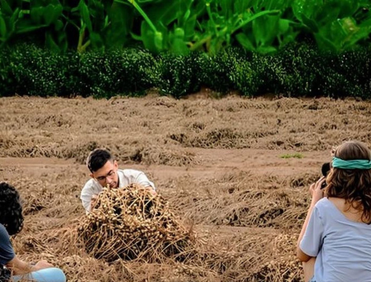 Amendoim recém-colhido no campo